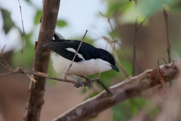 An Ethiopian boubou, Laniarius aethiopicus, in a tree.