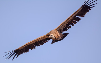 Vulture in simien mountain