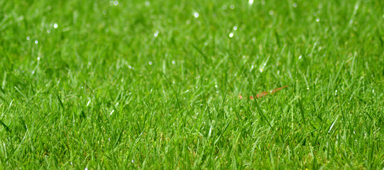 background of grass with water drops of dew