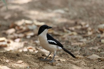 An Ethiopian boubou, Laniarius aethiopicus, on a forest floor.