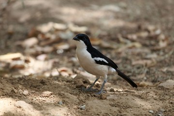 An Ethiopian boubou, Laniarius aethiopicus, on a forest floor.