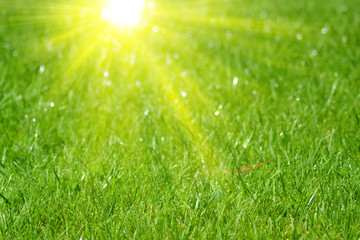 Fototapeta premium background with green grass and sun