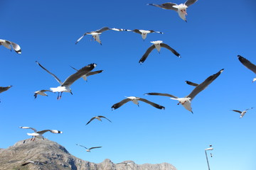 Group of Cape Seagulls  in flight wingspan 