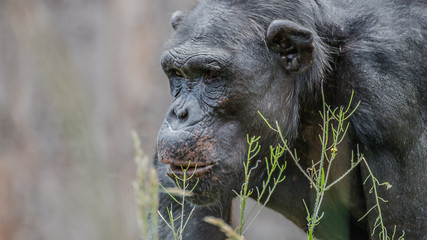 Portrait of hunting Chimpanzee