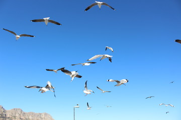 Cape Seagulls in Flight