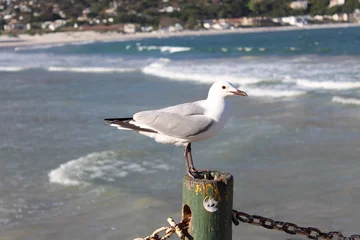 Fototapeten Cape Seagull on Hout Bay beach  © Winston Fowler