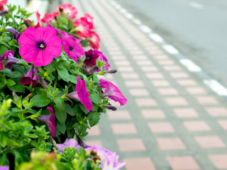 Pink Petunia Flowers Blooming