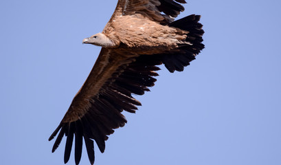 Air vulture in Simien mountain