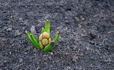 spring began the first spring flowers