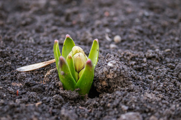 spring began the first spring flowers