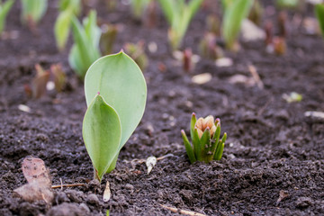 spring began the first spring flowers