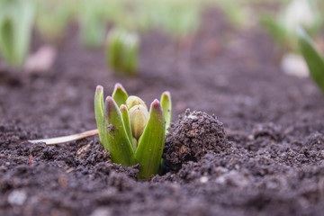 spring began the first spring flowers