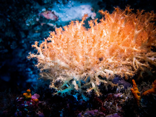 Fototapeta na wymiar Coral polyp at the bottom of the sea. Coral reef