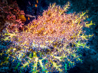 Naklejka na ściany i meble Coral polyp at the bottom of the sea. Coral reef