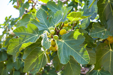 Green figs