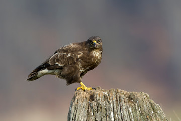 Ein freigestellter Mäusebussard sitzt auf einem Baumstumpf in der Seitenansicht