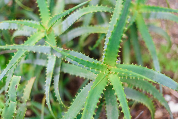 aloe wild growing plant close view, green background