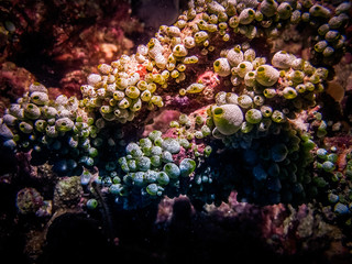 Coral polyp at the bottom of the sea. Coral reef