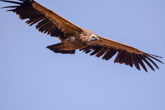 Vulture in simien mountain