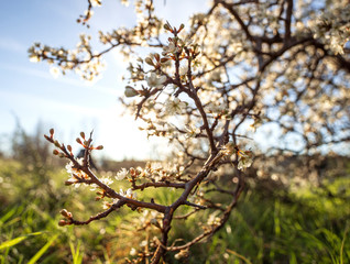 Flowering thorn Bush (blackthorn, Prunus spinosa) in the warm spring sun in Greece