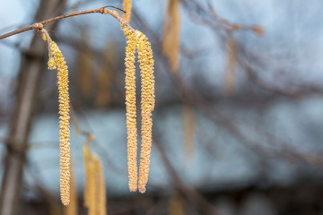 Naklejka premium Yellow flower of the Hazel or Corylus plant