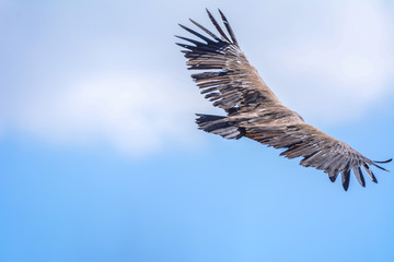 Vulture in simien mountain