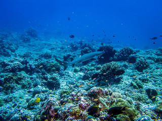 Fototapeta na wymiar Reef shark searching for food