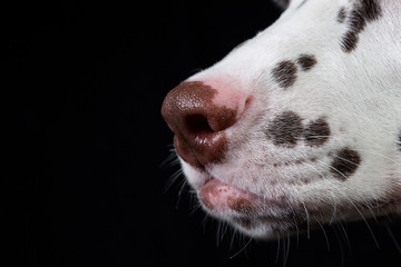 Portrait of Dalmatian dog, isolated on black