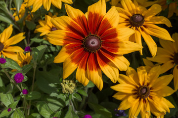A stunning bright yellow sun flower with a vibrant red colouring to the petals , against a green foliage background