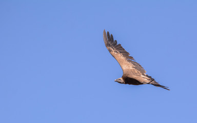 Vulture in simien mountain