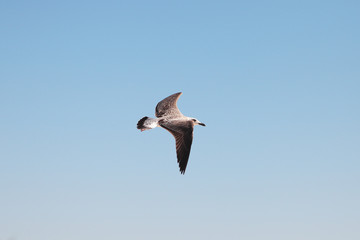 Obraz premium Seagull in the sky. Bird in flight.
