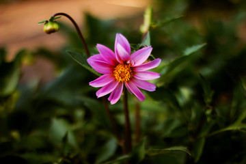 Fototapeta premium pink flower in garden