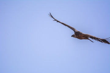 Vulture in simien mountain