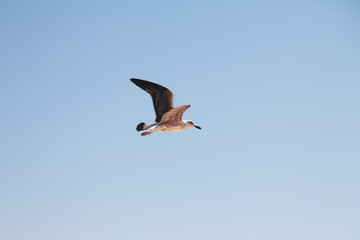 Seagull in the sky.  Bird in flight
