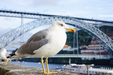 Macro of a beautiful seagull in the Ribeira of Porto. Blurred background of Dom Luis I Bridge.