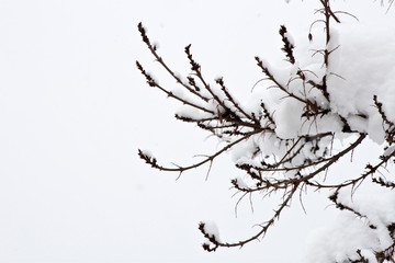 branches of tree