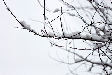 branch of a tree in winter