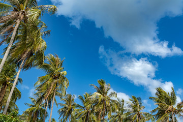 Palmen im Sonnenschein, Urlaub