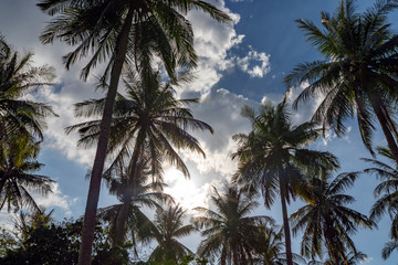 Fototapeta na wymiar Palmen im Sonnenschein, Urlaub