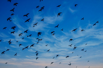 Fly Free