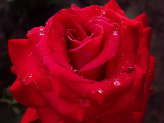 red rose with water drops