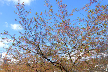 Sakura at the beginning of flowering in May against the blue sky