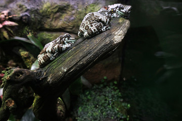 Milk frog she is a toad sitting on a tree in the wet grass of the aquarium.