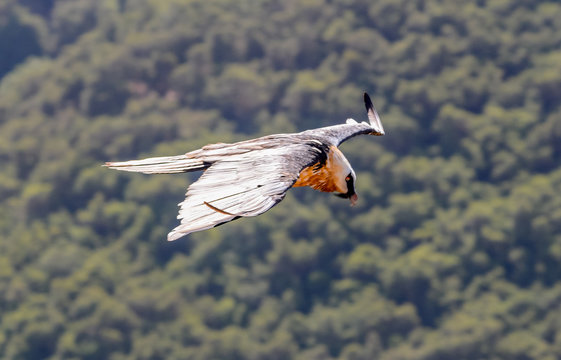 Quebrantahuesos in simien mountain