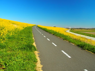 春の江戸川土手のサイクリング道路風景