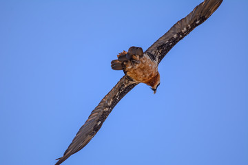 Quebrantahuesos in simien mountain