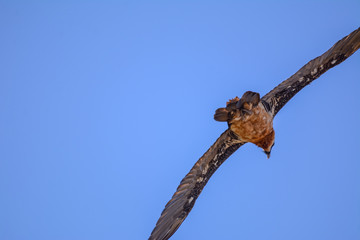 Quebrantahuesos portrait in Simien mountain