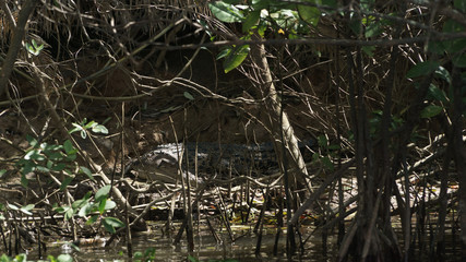 Fototapeta na wymiar Krokodil am Daintree River in Queensland Australien