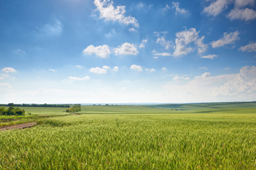 spring landscape - agricultural field with young ears of wheat, green plants and beautiful sky