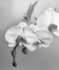 A beautiful pure orchid flower head - Black and White © Krzysztof Dac